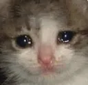 sadcat2