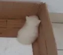 AngryCat
