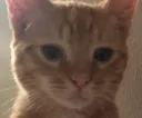 DisapointedCat