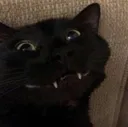kittygrin