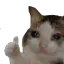 Cat8 cat8 Discord Emoji