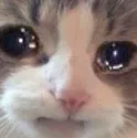 KMT_catcry