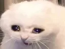 Cat_Cry