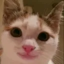 FR0GE_PoliteSmile