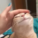 happycathappypat