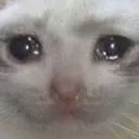 crying_cat