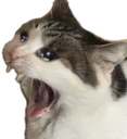 cat_aaaaaaah Discord emoji