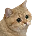 stare_cat