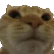 catNO