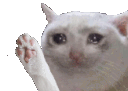 cattowave Discord emoji