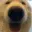 anders_dog