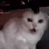 thiscatisattacking thiscatisattacking