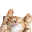 kittyHYPERS