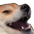 DogKek