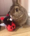 gemsbunny