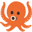 octopus octopus