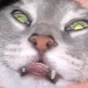 SCearl