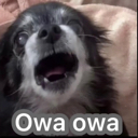 owa_owa_SB Discord emoji