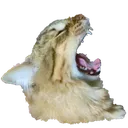 QuizReeee QuizReeee