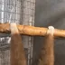 ssMonkeSpin