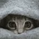 catHIDEANDLURK