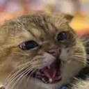 angrycat