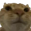 cat_noup
