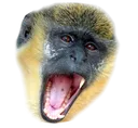 monke_woah