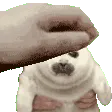 seal_pet