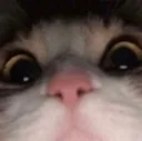 kitten