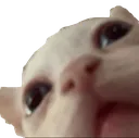 wa
