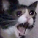 sadcat Discord Emoji