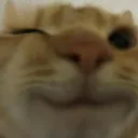 catwink catwink