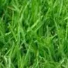 grass