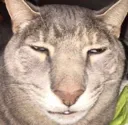 anguish