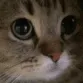 CutieCat CutieCat