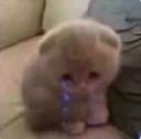 sad_cat Discord emoji