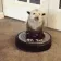 CE_PossumZooming CE_PossumZooming
