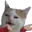 Cat Wtf catwtf Discord Emoji