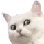 Cat Omg CatOMG Discord Emoji