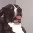 BruhDog