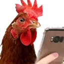 AyamPhone AyamPhone
