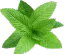 MINT_leaf