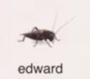 edward