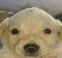 pequeno