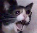 nani_cat