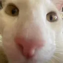 balls