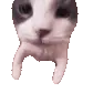 CatKiz