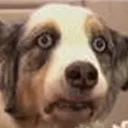 thefuckdog