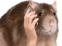 call
